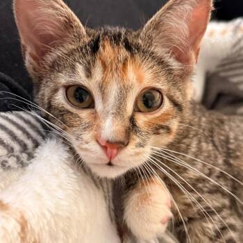 Eli Jo Lazalde -  Domestic Short Hair Cat for Adoption in Morrison, Colorado - Eli Jo Lazalde | PetCurious