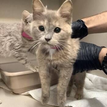 Domestic Medium Hair Cats Available for Adoption in Lakeland, Florida - Prada | PetCurious