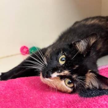 Domestic Short Hair Cats Available for Adoption in Dayton, Ohio - Mariposa | PetCurious