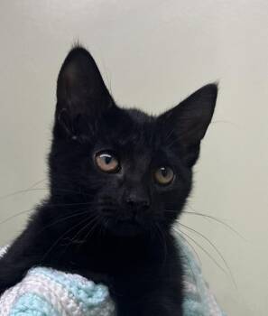 Denali -  Domestic Short Hair Cat for Adoption in Shorewood, Illinois - Denali | PetCurious