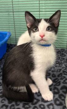 Sammy -  Domestic Short Hair Cat for Adoption in Frankfort, Kentucky - Sammy | PetCurious