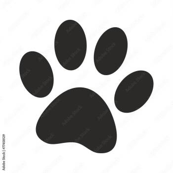 Spencer -  Domestic Short Hair Cat for Adoption in Dickinson, Texas - Spencer | PetCurious