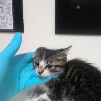 Eifel -  Domestic Long Hair Cat for Adoption in Birmingham, Alabama - Eifel | PetCurious