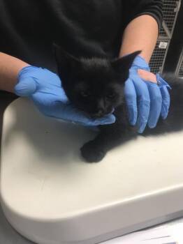 A431810 -  Domestic Short Hair Cat for Adoption in Conroe, Texas - A431810 | PetCurious