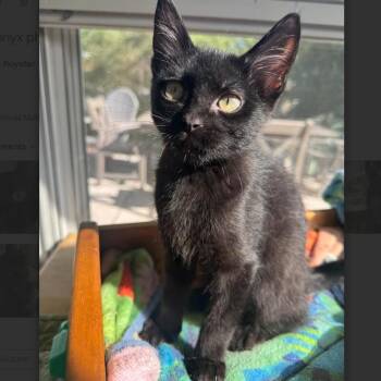 Onyx Royster -  Domestic Short Hair Cat for Adoption in Morrison, Colorado - Onyx Royster | PetCurious