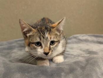 A551694 -  Domestic Short Hair Cat for Adoption in Moreno Valley, California - A551694 | PetCurious