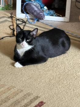 Domestic Short Hair Cats Available for Adoption in Herndon, Virginia - Cypress | PetCurious