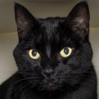 Sankofa -  Domestic Short Hair Cat for Adoption in Victor, New York - Sankofa | PetCurious