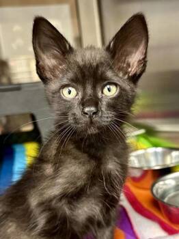 Millicent -  Domestic Short Hair Cat for Adoption in Wichita, Kansas - Millicent | PetCurious