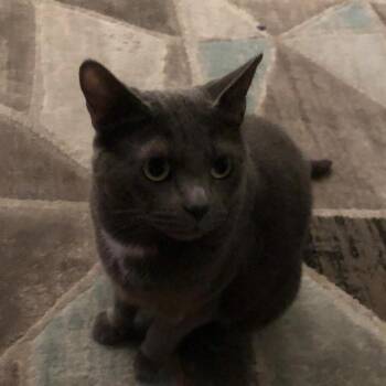 Sweet Tina -  Russian Blue Cat for Adoption in Long Beach, California - Sweet Tina | PetCurious