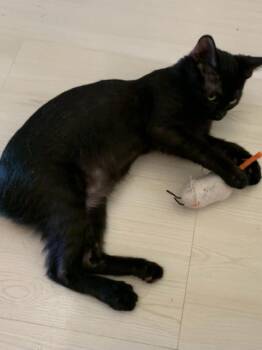 Domestic Short Hair Cats Available for Adoption in Parlier, California - Prosperity | PetCurious