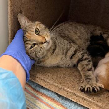Ice Cream -  Domestic Short Hair Cat for Adoption in Philadelphia, Pennsylvania - Ice Cream | PetCurious