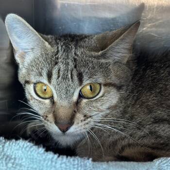 Domestic Short Hair Cats Available for Adoption in Matteson, Illinois - Brave | PetCurious