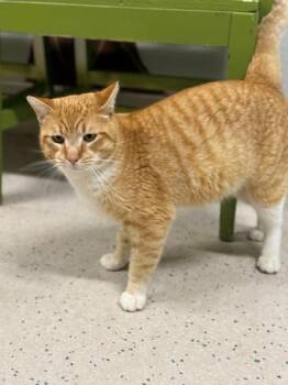 Tabby and Domestic Short Hair Cats Available for Adoption - *Marshmallow | PetCurious