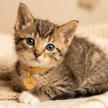 Cubby -  Domestic Short Hair Cat for Adoption in Hannibal, Missouri - Cubby | PetCurious