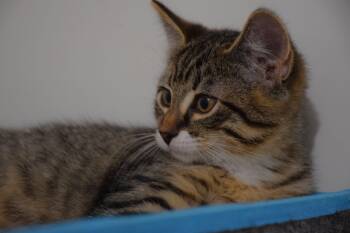 Johnny -  Tabby Cat for Adoption in Claresholm, Alberta - Johnny | PetCurious