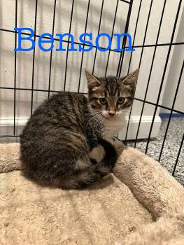 Rescue Domestic Short Hair Cats for Adoption in Port Barrington, Illinois - Benson | PetCurious