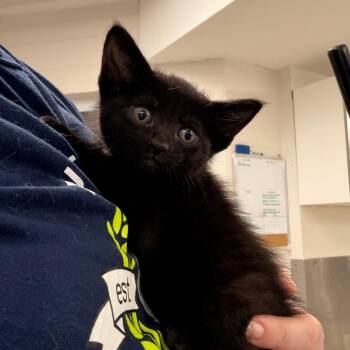 Minnow -  Domestic Short Hair Cat for Adoption in Indianapolis, Indiana - Minnow | PetCurious