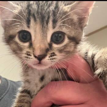 Poppy A26-024 -  Domestic Short Hair Cat for Adoption in Santa Rosa Beach, Florida - Poppy A26-024 | PetCurious
