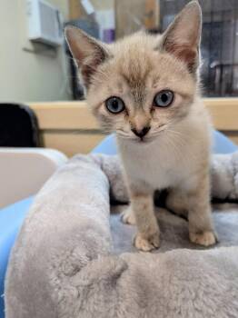 General Custard -  Domestic Short Hair Cat for Adoption in North Richland Hills, Texas - General Custard | PetCurious
