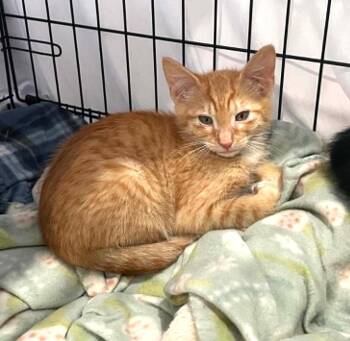 Domestic Short Hair Cats Available for Adoption in Pasco, Washington - Jalapeno | PetCurious