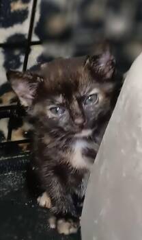 Rescue Tortoiseshell Cats for Adoption in Bethpage, New York - Poppy | PetCurious