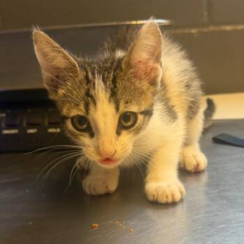 TUSC-Stray-85333 -  Domestic Short Hair Cat for Adoption in Tuscaloosa, Alabama - TUSC-Stray-85333 | PetCurious