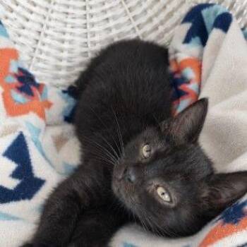 Dallas -  Domestic Short Hair Cat for Adoption in Buffalo, Minnesota - Dallas | PetCurious