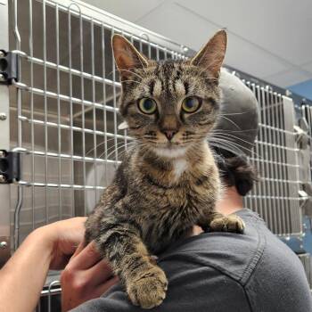 Tuna -  Domestic Short Hair Cat for Adoption in Oneonta, New York - Tuna | PetCurious