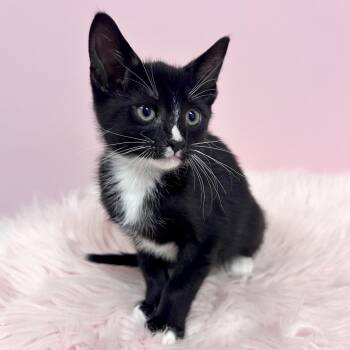 Sprout -  Domestic Short Hair Cat for Adoption in St. Augustine, Florida - Sprout | PetCurious