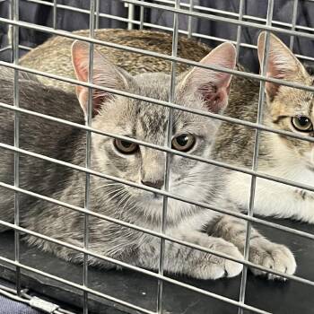 Jade -  Domestic Short Hair Cat for Adoption in Lake Jackson, Texas - Jade | PetCurious