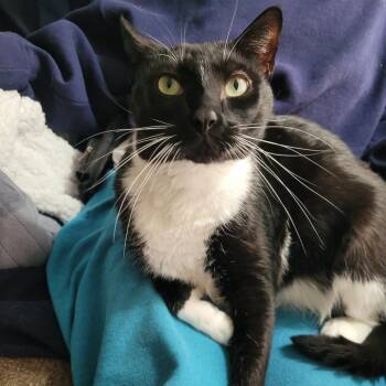 Rescue Domestic Short Hair Cats for Adoption in Graham, Washington - WILSON | PetCurious