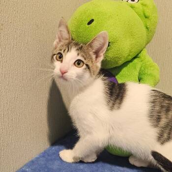 Domestic Short Hair Cats Available for Adoption in Tampa, Florida - Mystic | PetCurious