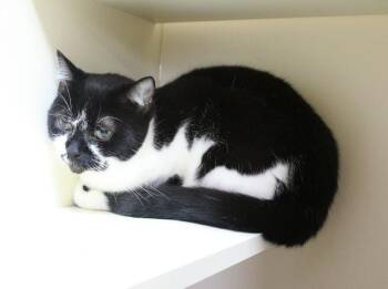 Moo Shu -  Domestic Short Hair Cat for Adoption in Portland, Oregon - Moo Shu | PetCurious