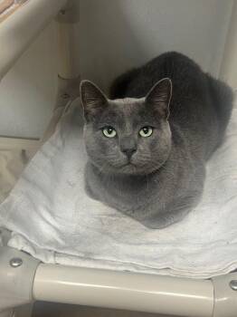 Gumdrop -  Domestic Short Hair Cat for Adoption in Corpus Christi, Texas - Gumdrop | PetCurious