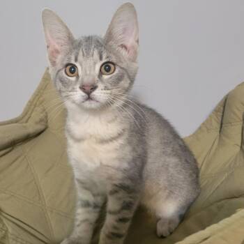 Taffy -  Domestic Short Hair Cat for Adoption in Corydon, Indiana - Taffy | PetCurious