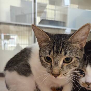 Gwenny -  Domestic Short Hair Cat for Adoption in Ballston Spa, New York - Gwenny | PetCurious