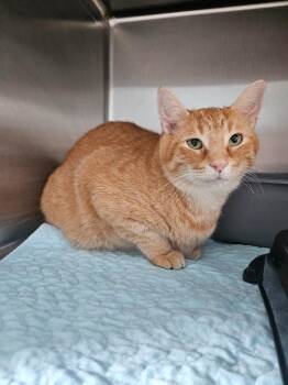Aviator -  Domestic Short Hair Cat for Adoption in Morgantown, Kentucky - Aviator | PetCurious