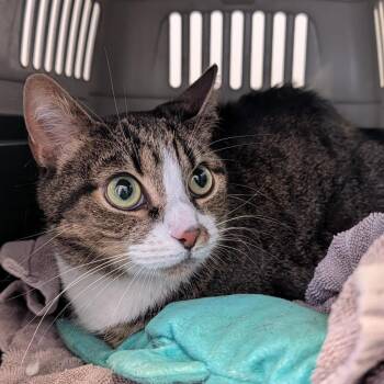 Mary -  Domestic Short Hair Cat for Adoption in Clearwater, Florida - Mary | PetCurious