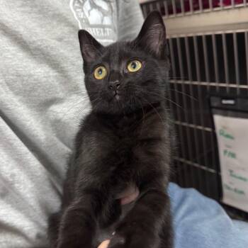Taco Bell 28711 -  Domestic Short Hair Cat for Adoption in Middleburg, Florida - Taco Bell 28711 | PetCurious