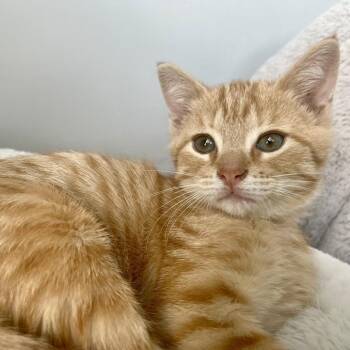 Sumo -  Domestic Short Hair Cat for Adoption in Chattanooga, Tennessee - Sumo | PetCurious