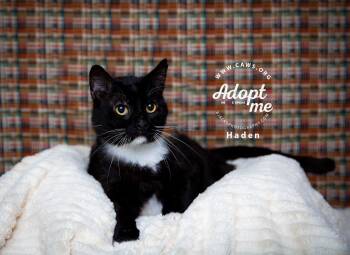 Haden -  Domestic Short Hair Cat for Adoption in Millcreek, Utah - Haden | PetCurious