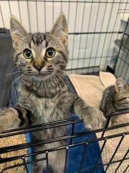 Daisy Mae -  Domestic Short Hair Cat for Adoption in Wetaskiwin, Alberta - Daisy Mae | PetCurious