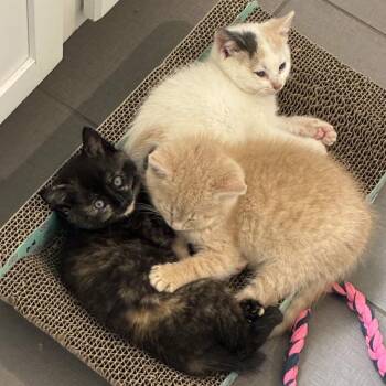 Carl Dean -  Domestic Long Hair Cat for Adoption in Delaware, Ohio - Carl Dean | PetCurious