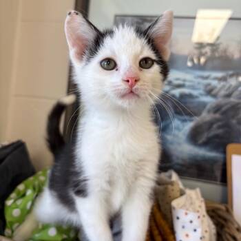 Tiny Tim -  Domestic Short Hair Cat for Adoption in Cannington, Ontario - Tiny Tim | PetCurious