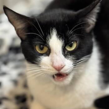 Domestic Short Hair Cats Available for Adoption in Las Vegas, Nevada - Frannie | PetCurious