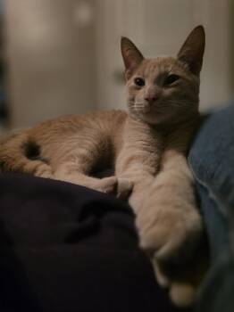 Archer -  Domestic Short Hair Cat for Adoption in Livonia, Michigan - Archer | PetCurious