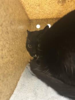 FIORE -  Domestic Short Hair Cat for Adoption in Kent, Washington - FIORE | PetCurious