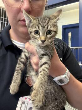 Princess Bubblegum -  Domestic Short Hair Cat for Adoption in Ashland, Virginia - Princess Bubblegum | PetCurious