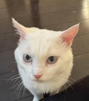 Rescue Burmilla Cats for Adoption in Brampton, Ontario - Max | PetCurious